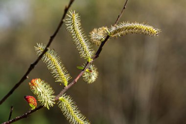 Narin söğüt çiçekleri bahar mevsiminde çiçek açar. İnce dallarda parlak renkler sergilenir. Çevreye bir yenilenme hissi ve güzellik katar..