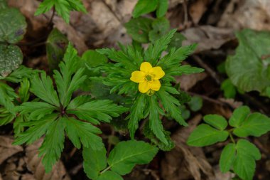 Bright yellow flowers of Anemonoides ranunculoides emerge from lush green leaves in a spring forest showcasing natural beauty and diversity in early bloom.
