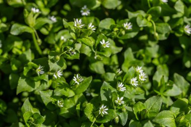 Canlı Stellaria medyası veya yaygın civciv otu, baharda doğanın güzelliğini temsil eden güneşli bir bahçede yemyeşil yaprakların arasında küçük beyaz çiçeklerini sergiliyor..