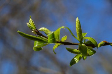 Parlak yeşil söğüt çiçekleri ilkbaharda açar parlak mavi bir gökyüzünün altında serpilirken hafif bir esinti dingin atmosfere ferik bir dokunuş ekler..