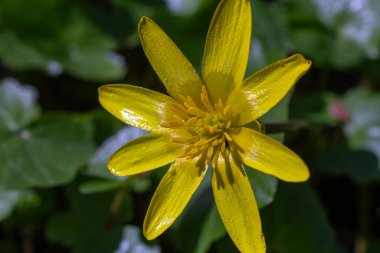 Küçük Celandine, güneşin altındaki parlak sarı çiçeklerini bir ormanda sergiliyor. Baharın gelişinin ve gelişen doğanın sinyallerini veriyor..