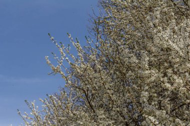 Beyaz çiçekler Prunus Cerasifera 'nın dallarını süslüyor parlak mavi bir gökyüzü altında baharın gelişini işaret ediyor..