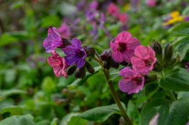 Pulmonaria officinalis, genellikle akciğer kurdu olarak bilinir. Güneş ışığı altında canlı mor ve pembe çiçek kümelerinin sergilendiği bir ormanda gelişir..