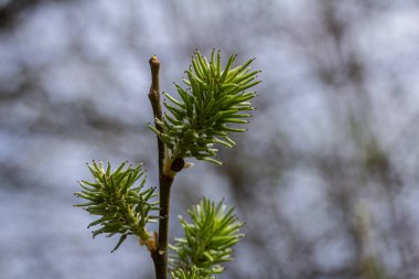 Narin söğüt çiçekleri hayat dolu sakin bir arazide baharın sakin gelişi sırasında canlı yeşiller içinde ortaya çıkar..