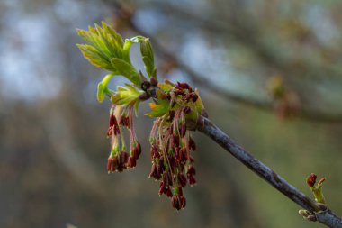 Taze yeşil yapraklar ve kırmızımsı çiçek kümeleri, ilkbahar başlarında bir Kutu Yaşlı Ağacı 'ndan çıkar. Huzurlu ormanlık, doğanın canlı uyanışını sergiler..