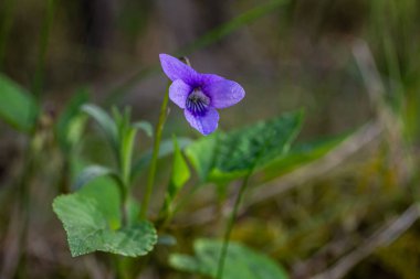 Tatlı menekşeler, ağaçların arasından süzülen ve narin yapraklarını büyüten ılık güneş ışığına bulanmış ormanda canlı bir şekilde çiçek açar..