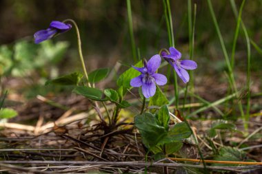 Tatlı Violet olarak bilinen viyola, parlak güneş ışığı altında gelişir ve bahar boyunca yemyeşil çimlerle çevrili güzel mor çiçekleri ortaya çıkarır..