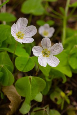 Yaygın ahşap atkuyruğu, narin beyaz çiçekleri ve gür yeşil yaprakları sakin bir orman ortamında sergiler ve erken bahar büyümesinin özünü yakalar..