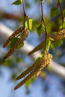 Betula Pendula 'nın dalları narin sarkık katkinleri sergiliyor. Titrek yeşil yaprakların yanında. Sakin bir bahar ayının ışıltısıyla aydınlanıyor..
