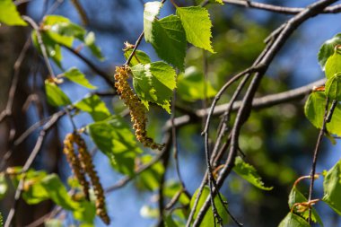 Gümüş Huş ağacı, parlak bir doğada gün ışığıyla aydınlanan taze yeşil yapraklarla çevrili güzel sarkık kedi derilerini sergiliyor..
