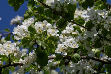 Narin armut çiçekleri baharda büyür havayı tatlı bir kokuyla doldurur. Parlak beyaz çiçekler güneşli gökyüzünün altındaki yemyeşil yapraklarla çok güzel tezat oluşturuyor..