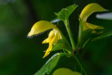 Galeobdolon luteum showcases vibrant yellow flowers amid green foliage in a serene woodland. The delicate blooms capture the essence of spring growth.