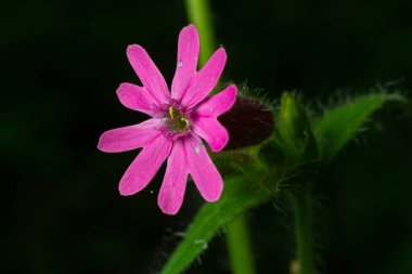 Silene dioica, baharda doğanın güzelliğini vurgulayan sakin bir ormanın çalılığında, zengin yeşil yapraklar arasında parlak pembe çiçekler sergiliyor..