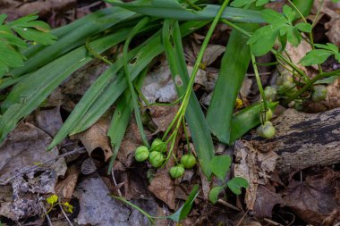 Kurumuş yaprakların ve yeşil yaprakların arasında dinlenen yaygın kar taneleri baharın gelişini işaret ederken doğa kış uykusundan uyanıyor..