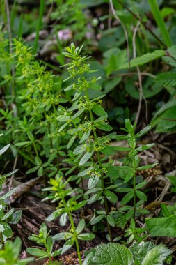 Pürüzsüz ardıç otları ormandaki çalılıklarda büyür. Baharın erken saatlerinde yumuşak güneş ışığı altında sarkık yapraklarını ve küçük yeşil çiçek kümelerini ortaya çıkarır..