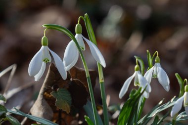 Kar damlasının narin beyaz çiçekleri Galanthus nivalis ilkbaharın başlarında orman zemininden çıkar ve ormandaki ekosisteme güzellik ve yaşam getirir..