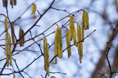 Yaygın fındık kabuklarının dallardan çıktığı gösterilmektedir. Bu da ormanlık alana baharın gelişinin sinyalidir. Mevsimin özünü yakalar..