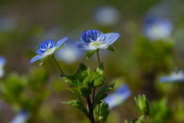 Germander Speedwell, bahar boyunca yemyeşil bir alanda büyüyen canlı mavi çiçekler sergiliyor. Tozlaştırıcıları çekiyor ve manzaranın güzelliğini arttırıyor..
