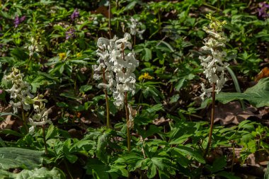 Çukur kök çiçekleri, canlı yeşil yapraklar ve diğer kır çiçekleriyle çevrili, ormanın güneş ışığının tadını çıkaran bir bahar ormanında dimdik dururlar..