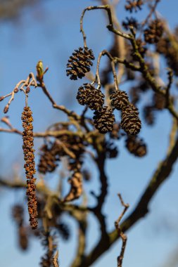 Yaygın bir alder ağacı, kendine has koni ve dallarını açık mavi gökyüzünün altında, tipik sulak alanlar için gösteren canlı bir doğal ortamda durur..