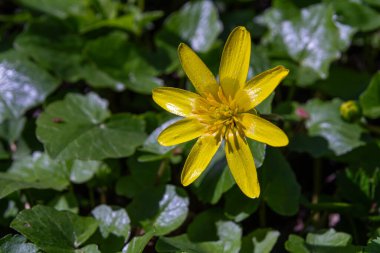 Lesser Celandine with its bright yellow flowers thrives in the forest under clear skies adding beauty to the green surroundings during sunny weather.