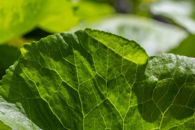 Caltha Palustris, bitkinin nemli koşullara uyum ve büyümesini ön plana çıkaran verimli sulak arazi ortamında geniş yeşil yapraklar sergiliyor..