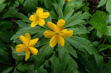 Anemonoides 'in parlak sarı çiçekleri ilkbaharda yemyeşil bir ormanda gelişir ve canlı yapraklar arasında renkli bir görüntü oluşturur..