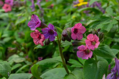 Pulmonaria officinalis olarak bilinen akciğer otu canlı pembe ve mor çiçeklerini bahar aylarında bir orman ortamında yemyeşil yaprakların arasında sergiliyor..