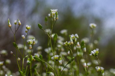 İlkbahar mevsiminde çiçek açan Draba verna çiçekleri mavi gökyüzüne karşı narin beyaz yapraklar ve canlı yeşil yapraklar sergiliyor..