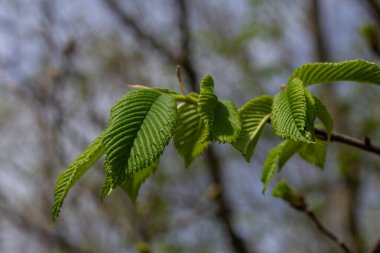 Parlak kolayak çiçekleri ilkbaharda çiçek açar. Huzurlu bir orman ortamında, berrak mavi gökyüzünün altında taze yeşil yapraklarla güzel tezat oluştururlar..