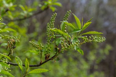 Tomurcuklanan yeşil yapraklar ve çiçeklerle bezenmiş Prunus Padus 'un narin bahar dalları çiçek açan mevsimde doğanın canlanmasını gözler önüne seriyor..