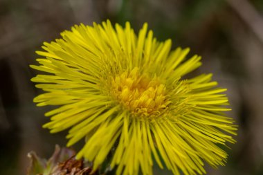 Parlak sarı koloni ayaklı çiçekler ilkbaharın başlarında çiçek açar. Çevresinin yeşilliklerle çevrili olduğu sakin bir açık havada mevsimlerin değişiminin habercisidir..