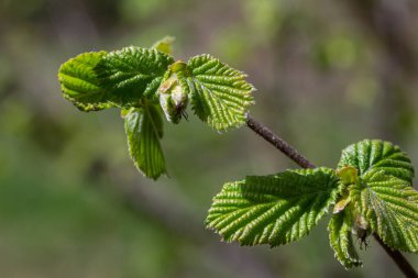 Tussilago farfara 'nın canlı çiçekleri, etrafındaki yapraklar baharın doğuşunu simgeleyen parlak sarı çiçeklerle ortaya çıkar..