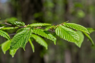 Parlak sarı Tussilago farfara çiçekleri yemyeşil yaprakların arasında ortaya çıkar. Hayat dolu sakin bir ormana baharın gelişini simgeler..