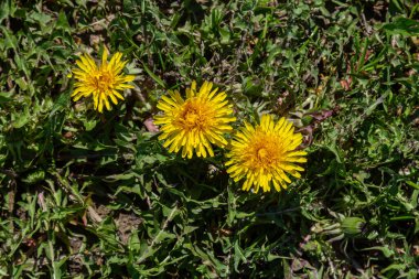 Karahindibanın parlak sarı çiçekleri bereketli yeşil çimenlere karşı çarpıcı bir tezat oluşturuyor ılık bir bahar gününde doğanın güzelliğini sergiliyor..