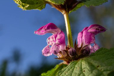 Bahar güneşinin ılık ışıltısında kırmızı, ölü ısırgan otu çarpıcı mor çiçeklerini ve açık mavi gökyüzüne karşı eşsiz dişli yapraklarını sergiliyor..