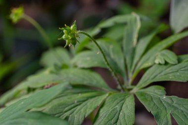 Ahşap şakayık bitkisi ilkbahar mevsiminde yumuşak güneş ışığı altında canlı yeşil yapraklarla çevrili sakin bir ormanlık alanda meyvelerini sergiler..