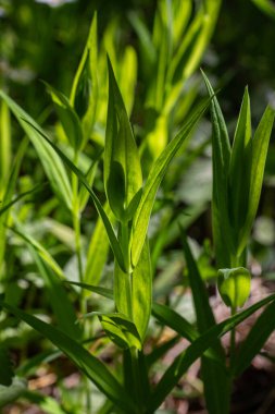 İlmek otunun parlak yeşil yaprakları bahar aylarında yemyeşil bir ormanlık alanda hayat ve renkle dolu ormanın doğal güzelliğini ön plana çıkarır..