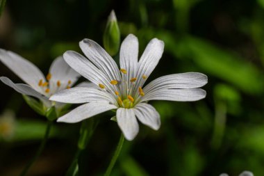 Narin dikişotu çiçekleri canlı bir bahar ormanında çiçek açar. Beyaz yaprakları ve sarı merkezleri, zengin yeşilliklerle çevrili ormanlara güzellik getirir..