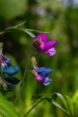 Lathyrus Sylvestris, parlak, iki renkli çiçeklerle büyür. Yumuşak güneş ışığı altında gelişerek yakınlardaki tozlayıcıları çeker..