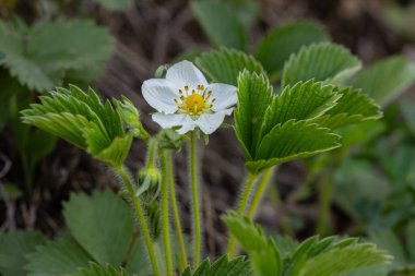 Kremalı çilek bitkisi, güneşli bir bahar ortamında gelişen yemyeşil yapraklarla çevrili sarı merkezli narin beyaz çiçekleri sergiler..