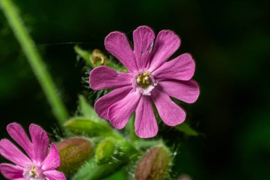 Silene dioica, bereketli bir ormanlık alanda canlı pembe çiçekler sergiliyor. Doğal yaşam alanındaki ilkbahar büyümesinin güzelliğini yakalıyor..