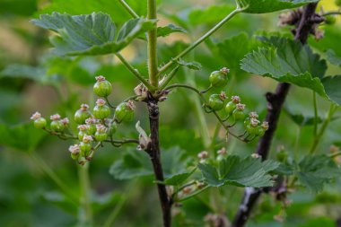 Yaz mevsiminin başlarında yemyeşil bir bahçede yetişen olgunlaşmamış üzümler..