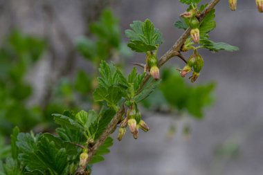 Olgunlaşmamış bektaşi üzümleri, baharın sonlarında bir bahçede canlı yeşil yapraklar arasında gelişirken bir çalılıkta sallanıyor..