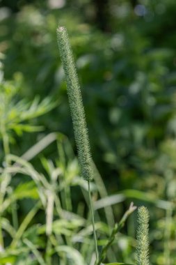 Timothy-grass yeşil bitkilerle çevrili bir alanda dimdik duruyor. Güneş ışığı çimenlerin üzerinde parlıyor. Bir bahar günü uzun çiçek başını gösteriyor..