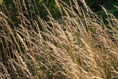 Uzun çimenler, üzerinde güneş ışığı parlayan bir tarlada yetişiyor. Sahne, öğleden sonra ışığında doğal büyümeyi ve çimenli manzaranın güzelliğini gösteriyor..