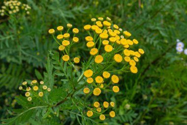 Parlak sarı düğme benzeri buğday çiçekleri yaz boyunca güneş ışığı altında yeşil bir ortamda gelişir. Çevredeki bitkilerin üzerinde kökler yükselir.