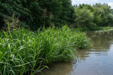 Uzun su çimleri, gün boyunca ağaçlar ve çalılarla çevrili bir su kütlesinin kıyıları boyunca yetişir. Yeşil otlar sulak alanlarda gelişir..