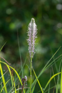 Beyaz muz, sıcak bir yaz gününde gün ışığında yakalanan yeşil çimenlerin arasında pembemsi erkek organlarıyla dimdik ayakta duruyor..