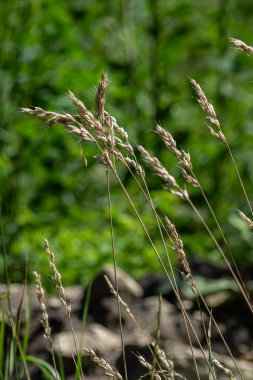 Bahçe çimenlerinin uzun gövdeleri yoğun bir şekilde büyür ve yaz başında parlak güneş ışığı altında yeşil bir tarlada cilt bakımı yaparlar. Çimler rüzgarda hafifçe sallanıyor..